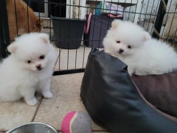 Reinrassige Zwergspitz Pomeranian Welpen