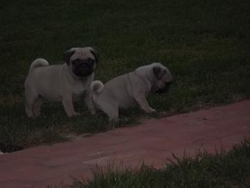 Mops welpen