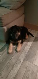 Deutscher Sch?ferhund Welpen