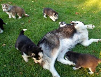 !!! DRINGEND !!! Husky in der Notwendigk