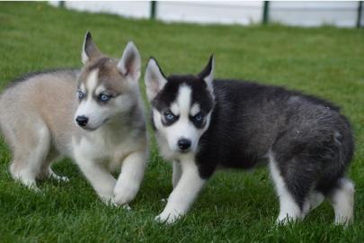 Suche Interessenten f�r Husky Welpen