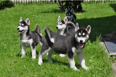 Suche Interessenten f�r Husky Welpen