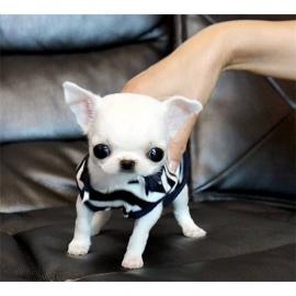 wundersch�ne wei�e Teetasse chihuahua