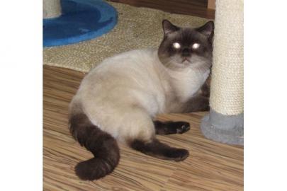 Britisch Kurzhaar Deckkater getestet mit
