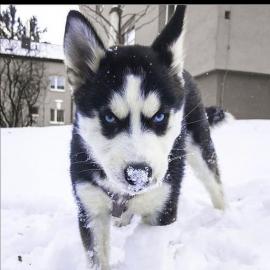 Brillante Husky-Welpen