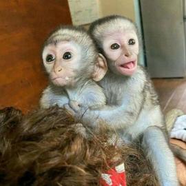 Affen f�r Sie und Ihre Familie. 