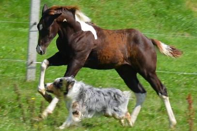 Luxus Hengst APH - TOP Herkunft!!!