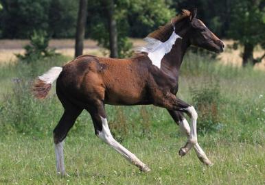 Luxus Hengst APH - TOP Herkunft!!!