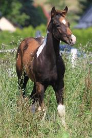 Luxus Hengst APH - TOP Herkunft!!!