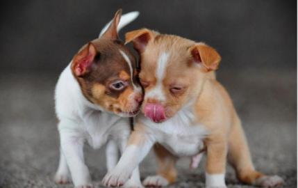 Wir haben s�sse Chihuahuas abzugeben