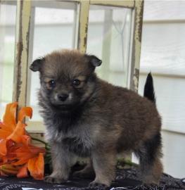 Pomeranian Zwergspitz Mini Welpen suchen