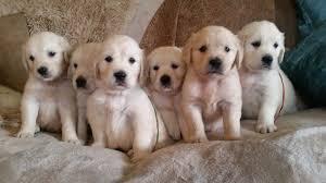 Wundersch?ne golden retriever Retriever