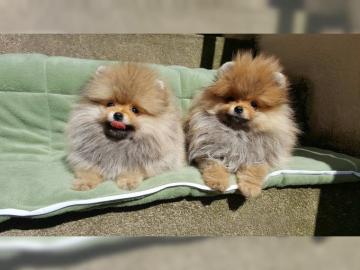 Pomeranian/Zwergspitzwelpen . 