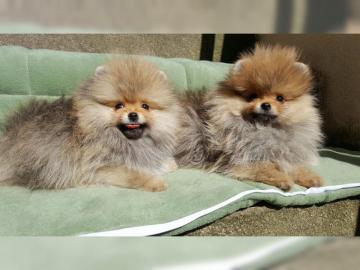 Pomeranian/Zwergspitzwelpen . 