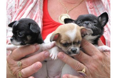 Chihuahua Welpen Kurzhaar . 