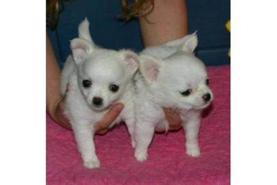 Chihuahua Welpen Kurzhaar . 