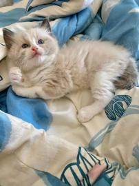 Ragdoll-K�tzchen mit Stammbaum