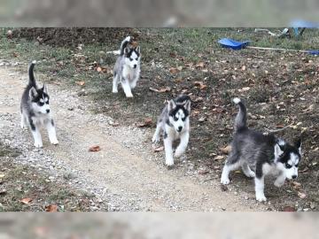 S��e Siberian Husky Welpen