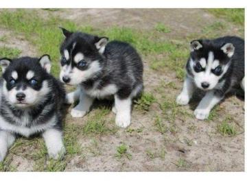 S�sse Wundersch�ne Siberian Husky Welpen