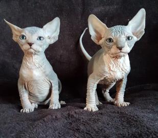 Sphynx Sphynx K�tzchen s��e Super