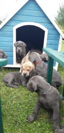 Wunderh?bsche Deutsche Doggen Welpen