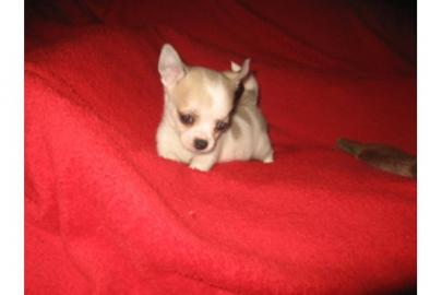 MINI MINI Chihuahua Preis: 150