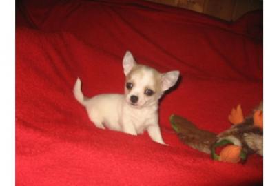 MINI MINI Chihuahua Preis: 150