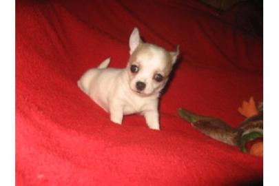 MINI MINI Chihuahua Preis: 150
