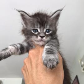 Wundersch�ne Maine-Coon-Katzen abzugeben