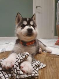 Atemberaubender Siberian Husky-Welpen zu