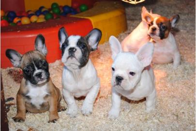 Franz�sische Bulldogge - welpen - selten