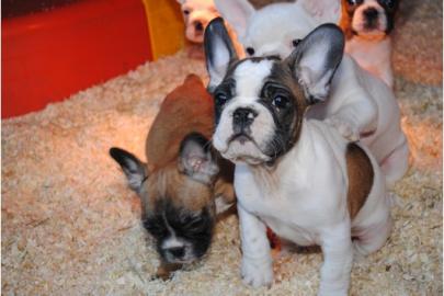 Franz�sische Bulldogge - welpen - selten