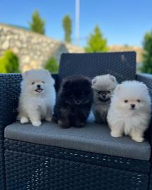 🐾 Zwergspitz-Welpen (Pomeranian) 