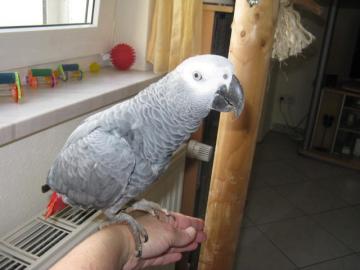 handzahme Graupapageien -