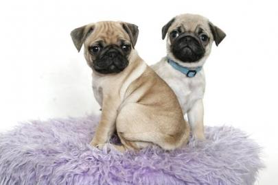 Mops welpen- 9 Wochen- wunderh�bsch