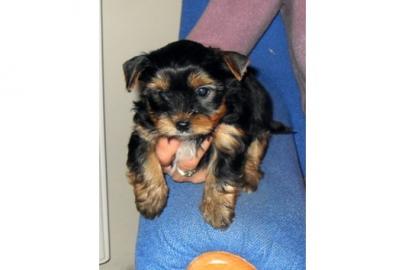 Mini Yorkshire Terrier Welpen R�de & We