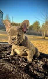 Blaue franz?sische Bulldogge-Welpen