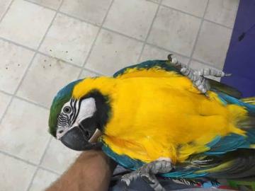 Traumhaftes Gelbbrustara P�rchen