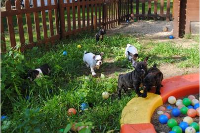 6 S�se Franz�sische Bulldogge - welpen