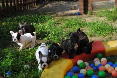 6 S�se Franz�sische Bulldogge - welpen