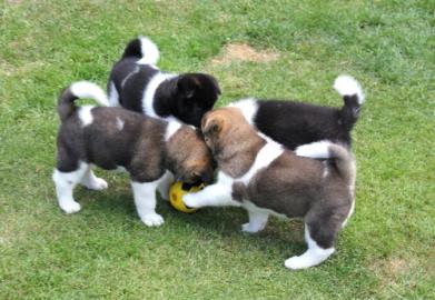American akita pups Amerikaanse akita pu