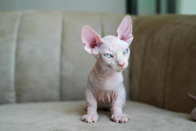 Sphynx-Katzen zur Adoption