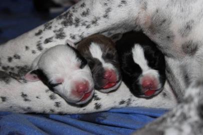 American bully puppies with pedigree!