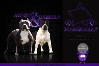 American bully puppies with pedigree!