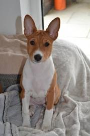 Basenji Welpen