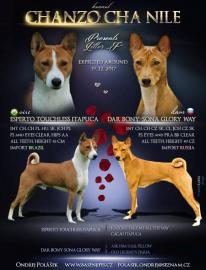 Basenji Welpen