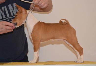 Basenji Welpen