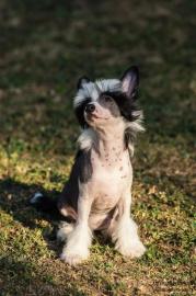 Chinesischer Schopfhund