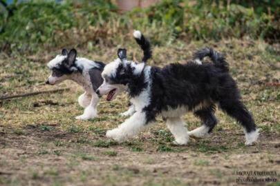 Chinesischer Schopfhund