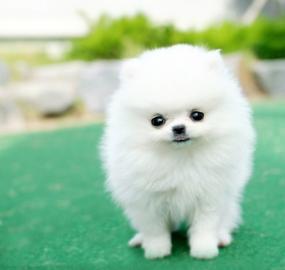 Reinrassige Zwergspitz / Pomeranian welp